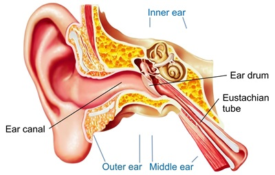 inner ear and ear canal